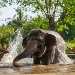 bali activity with bali exclutour