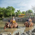 bali activity with bali exclutour, elephant tour